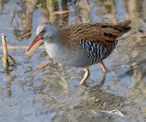 Түнжүүр (Усны түнжүүр)